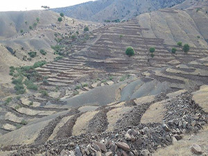 Derecik'te Orman Oluşturma çalışmaları başladı