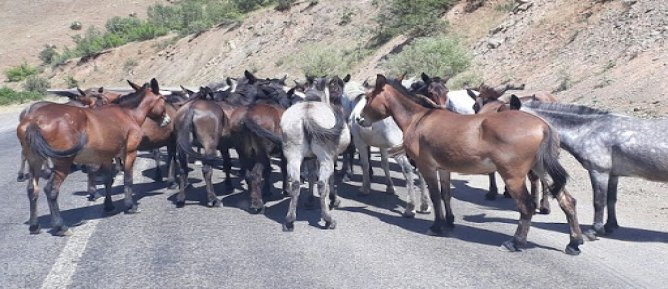 Derecik İlçe Merkezindeki Başıboş Dolaşan Hayvan Sıkıntısı